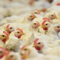 Brazil confirms first case of "highly pathogenic" avian influenza on commercial farm | De Último Minuto English