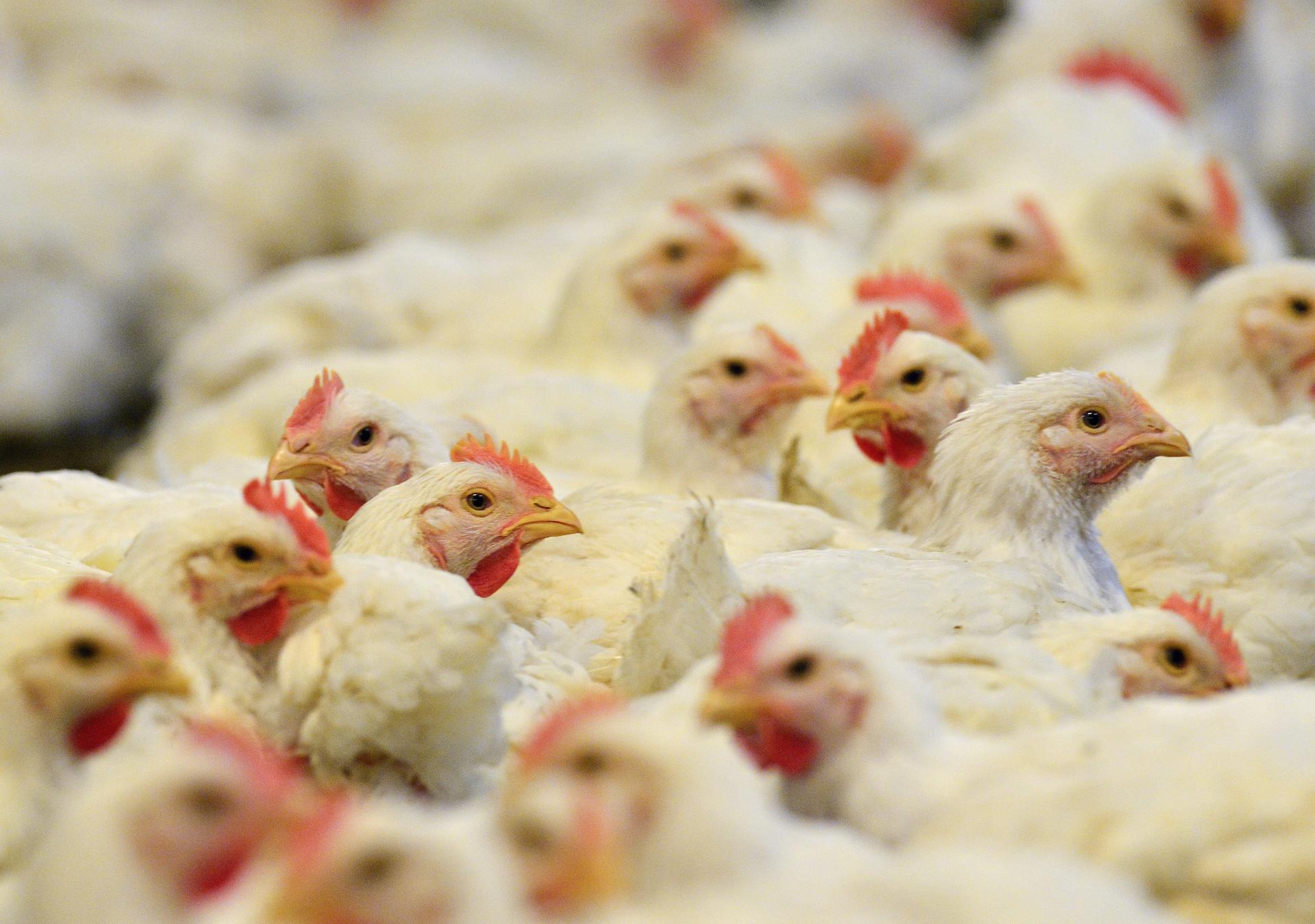 Brazil confirms first case of "highly pathogenic" avian influenza on commercial farm | De Último Minuto English