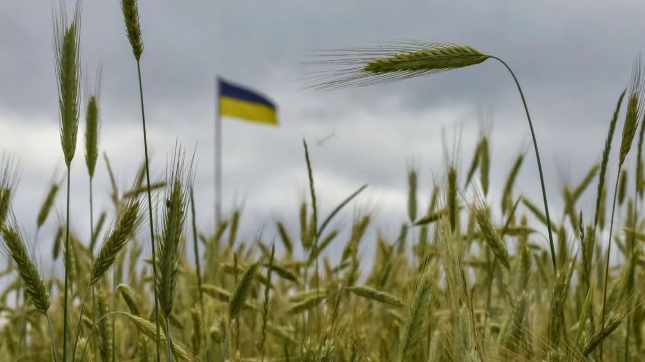 Spanish farmers ask the Government to limit the import of Ukrainian grain | De Último Minuto English
