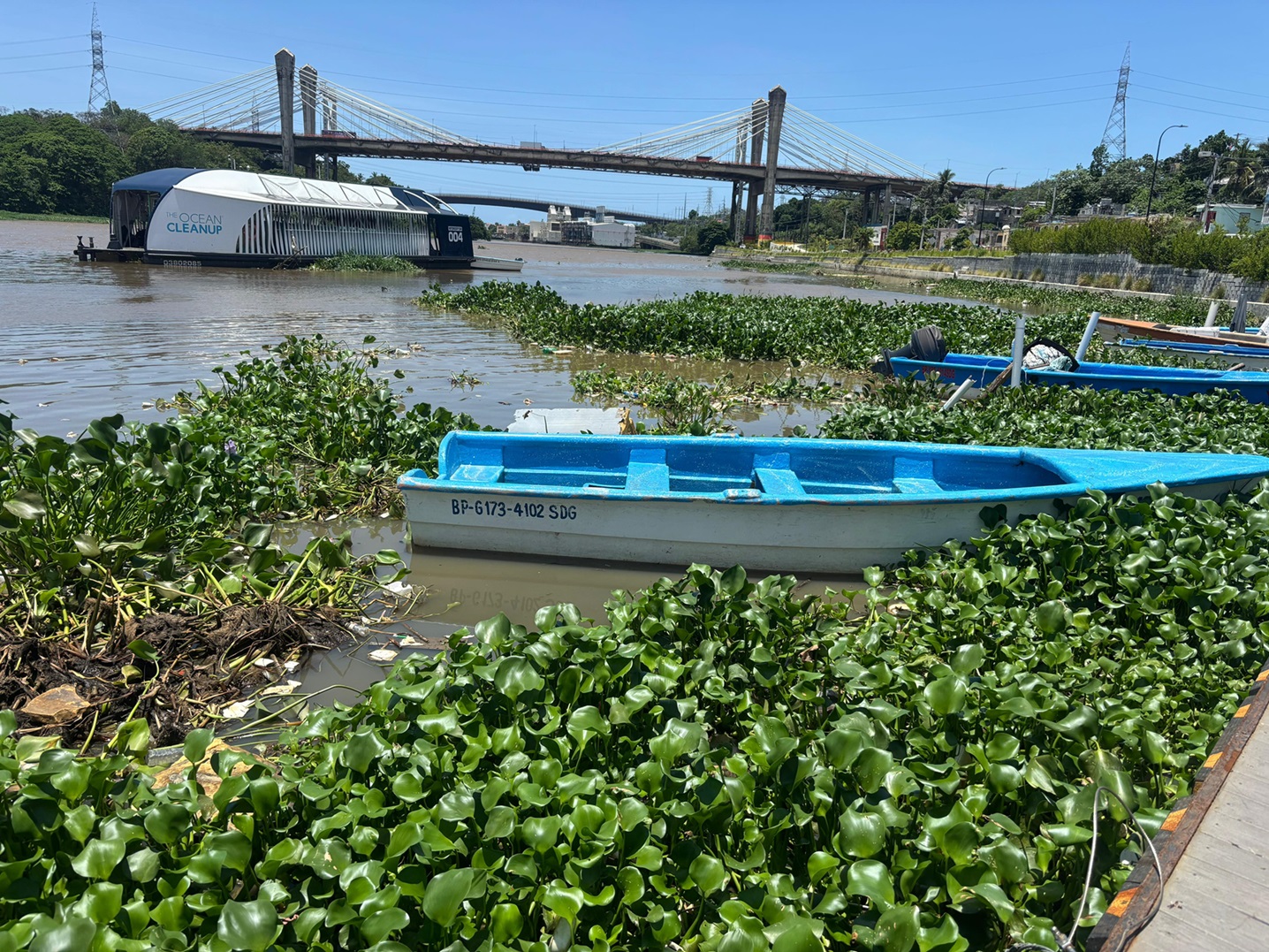 Lilacs paralyze fishing in the Ozama River: fishermen denounce abandonment | De Último Minuto English