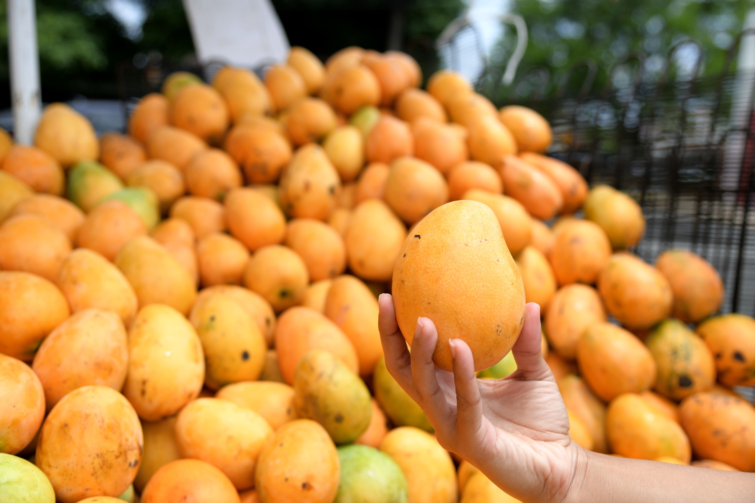 Expomango 2025 fair announced | De Último Minuto English