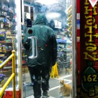 Bodega cats could be officially recognized in New York with new bill | De Último Minuto English