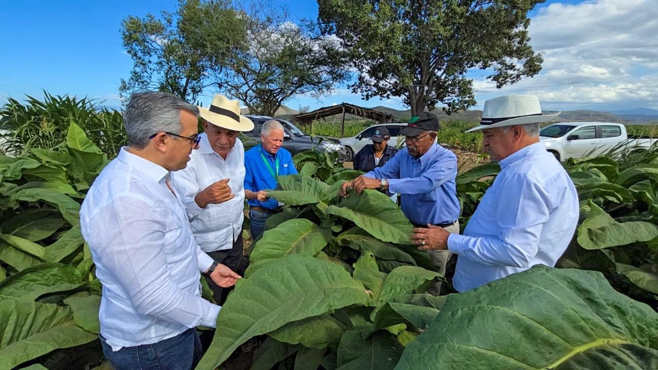 Tobacco is positioned as the second most exported product of the country | De Último Minuto English