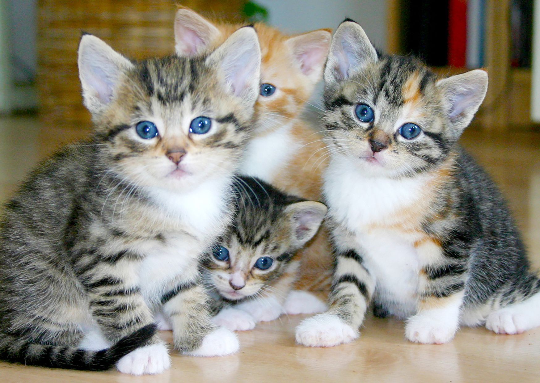 August 8: International Cat Day, a celebration for our feline companions | De Último Minuto English