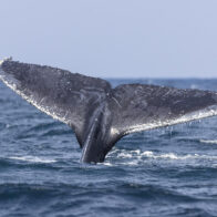 250,000 signatures presented for the EU to reduce ship speed and protect whales | De Último Minuto English
