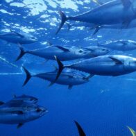 The Inter-American Commission reduces the tropical tuna fishing ban from 72 to 64 days | De Último Minuto English