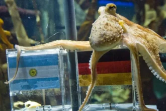 From Paul the Octopus to Artificial Intelligence: this is how World Cup predictions are evolving | De Último Minuto English
