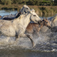 World Horse Day | De Último Minuto English