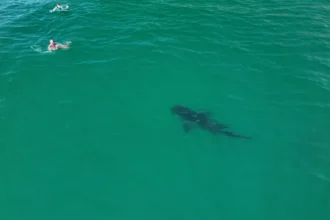 Drone captures 10-foot great white shark swimming just feet from children off California coast