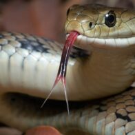 World Snake Day: invisible guardians of the natural balance | De Último Minuto English