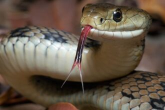 World Snake Day: invisible guardians of the natural balance | De Último Minuto English