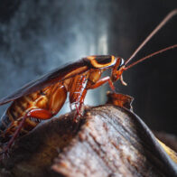 Study: Cockroaches survive thanks to their collective memory