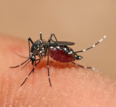 Ministry of Health reports 1,411 cumulative cases of dengue in Costa Rica so far in 2026 | De Último Minuto English