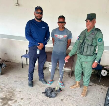 Man accused of selling illegally captured gallinules arrested in Cotuí | De Último Minuto English