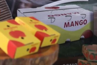 Agriculture strengthens phytosanitary measures to boost mango exports to Europe and the US | De Último Minuto English