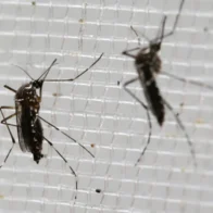 Los Angeles tops U.S. list of cities with the highest mosquito activity in 2026