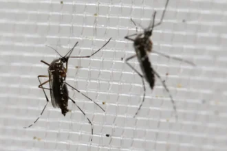 Los Angeles tops U.S. list of cities with the highest mosquito activity in 2026