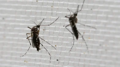 Los Angeles tops U.S. list of cities with the highest mosquito activity in 2026