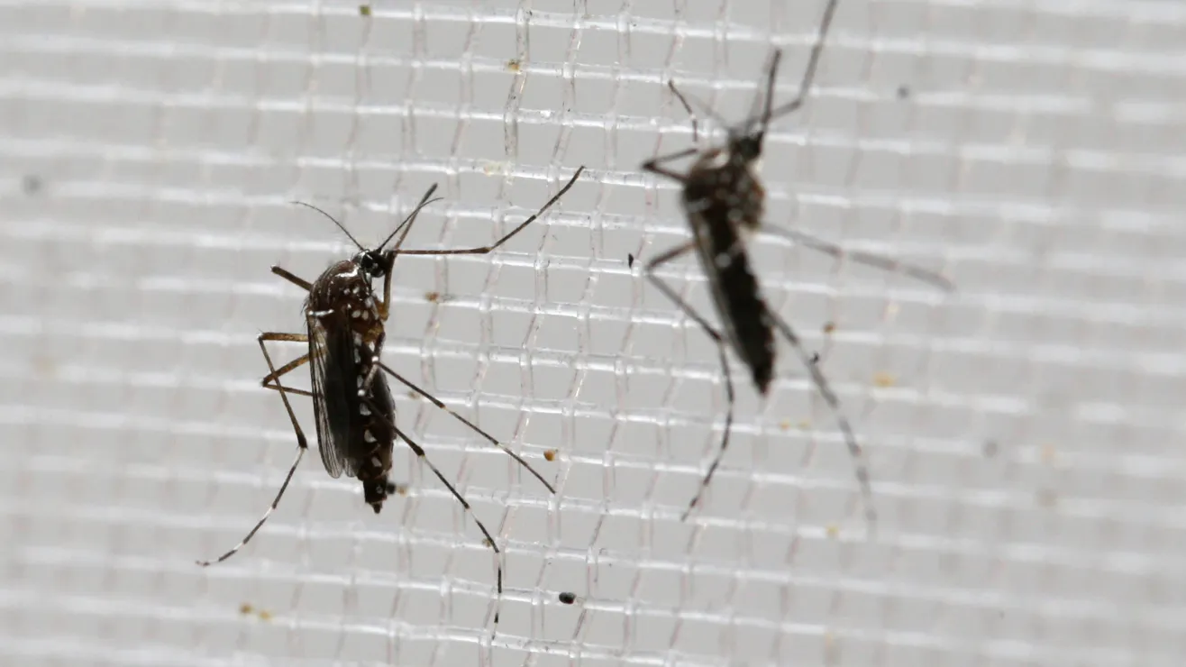 Los Angeles tops U.S. list of cities with the highest mosquito activity in 2026