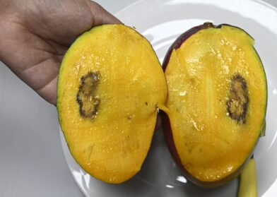 Warning that United States ban on mangoes due to fruit fly would bankrupt 1,200 producers | De Último Minuto English