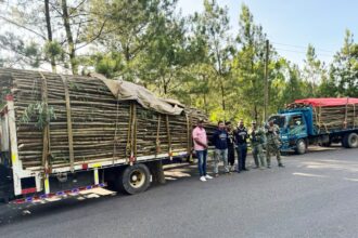 Army seizes shipment of timber without legal documentation in Santiago | De Último Minuto English
