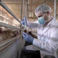 61% of human diseases are of zoonotic origin, warns Peru's health authority | De Último Minuto English