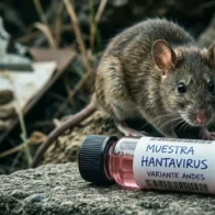 Venezuela confirms three deaths from hantavirus in Anzoátegui; two other deaths of doctors in Barinas are under investigation | De Último Minuto English