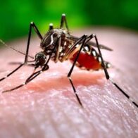 Public Health registers new dengue cases and raises the number of infections to 171 in 2026 | De Último Minuto English