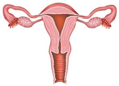 Keeping the uterus could be more effective than removing it, according to a study | De Último Minuto English