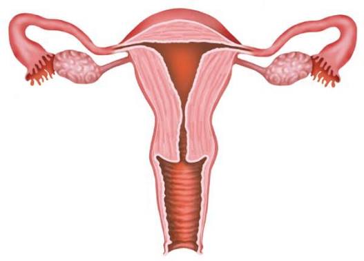Keeping the uterus could be more effective than removing it, according to a study | De Último Minuto English