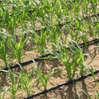 Drip irrigation increases sugar production by 40% at the CAC | De Último Minuto English