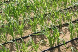 Drip irrigation increases sugar production by 40% at the CAC | De Último Minuto English