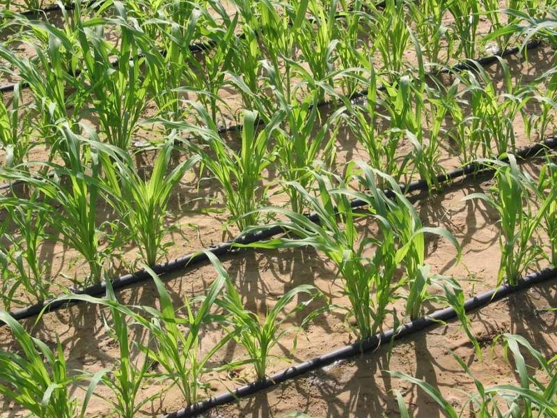 Drip irrigation increases sugar production by 40% at the CAC