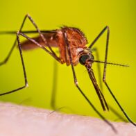 Dengue cases soar by 25% in Costa Rica: more than 2,800 cases reported so far in 2026 | De Último Minuto English