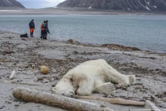 Person fined in Norway for waking up a polar bear with a ship's siren | De Último Minuto English