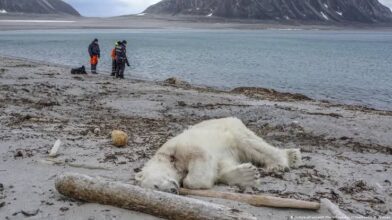 Person fined in Norway for waking up a polar bear with a ship's siren | De Último Minuto English