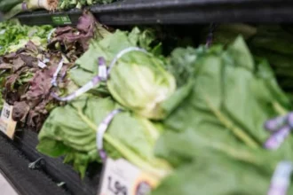 Cyclosporiasis outbreak from contaminated lettuce leaves two dead and more than 11 thousand cases in Michigan | De Último Minuto English