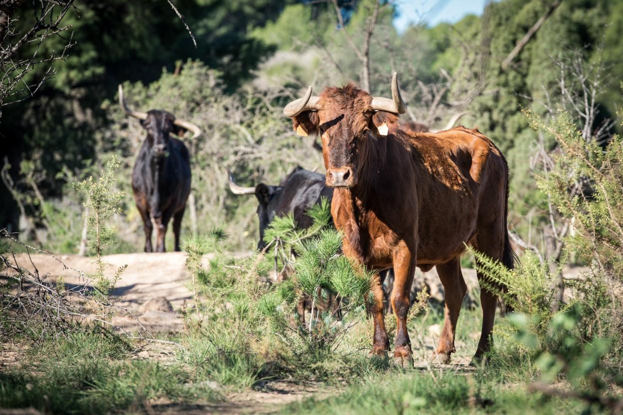 Cuatreros roban 25 vacas de una finca en Pepillo Salcedo - Noticias de hoy en República Dominicana | De Último Minuto