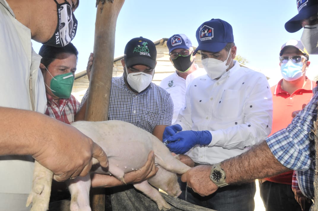 Mueren más de 60 cerdos por neumonía en Montecristi - Noticias de hoy en República Dominicana | De Último Minuto