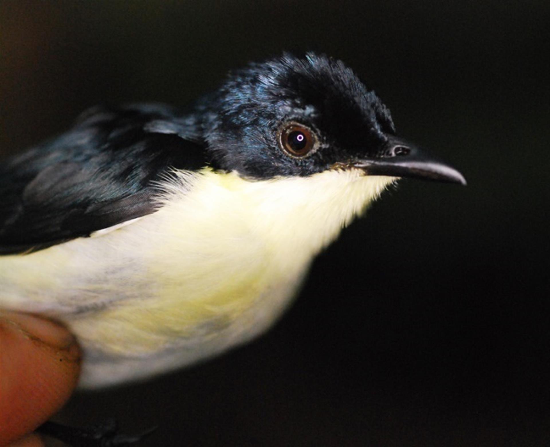 Descubren una nueva especie de ave en los bosques de Papúa - Noticias de hoy en República Dominicana | De Último Minuto