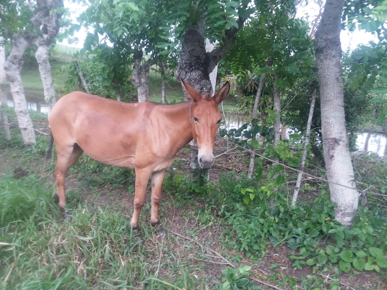 Menor de seis años pierde la vida luego de ser arrastrado por un caballo - Noticias de hoy en República Dominicana | De Último Minuto