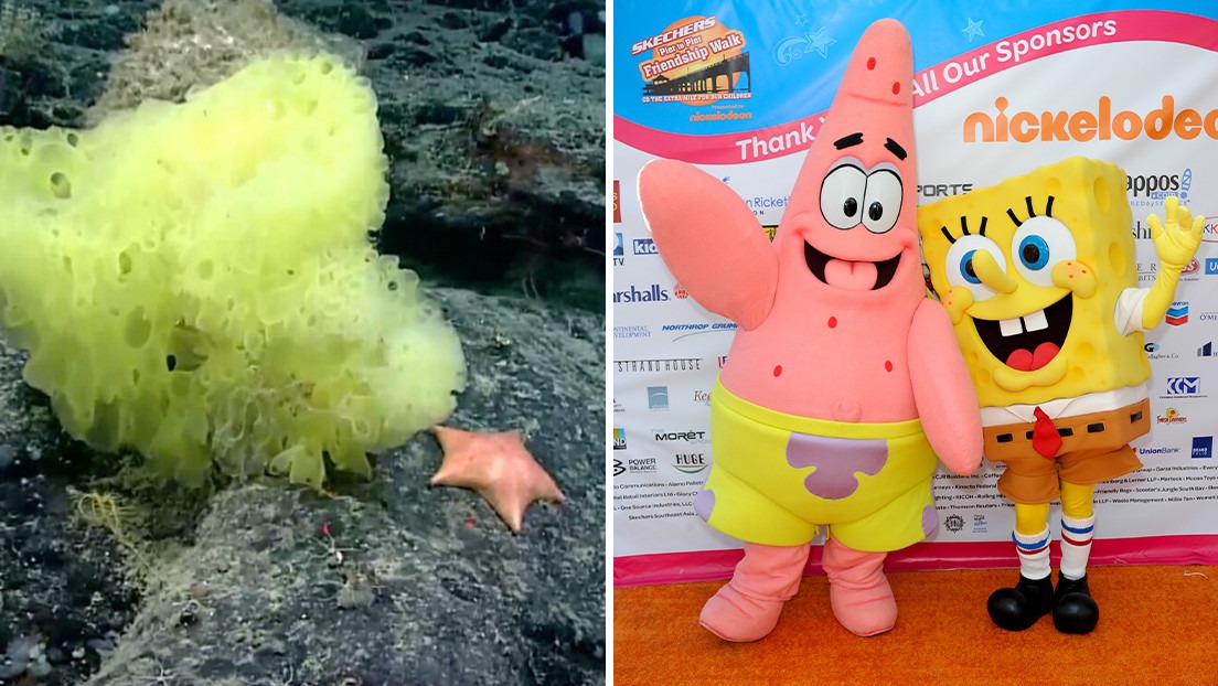 Científicos captan la 'versión' de Bob Esponja en la vida real en el lecho del Atlántico - Noticias de hoy en República Dominicana | De Último Minuto