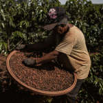 Brasil intenta dimensionar pérdidas en cosecha de café causada por heladas - Noticias de hoy en República Dominicana | De Último Minuto
