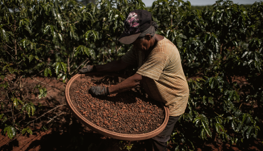 Brasil intenta dimensionar pérdidas en cosecha de café causada por heladas - Noticias de hoy en República Dominicana | De Último Minuto