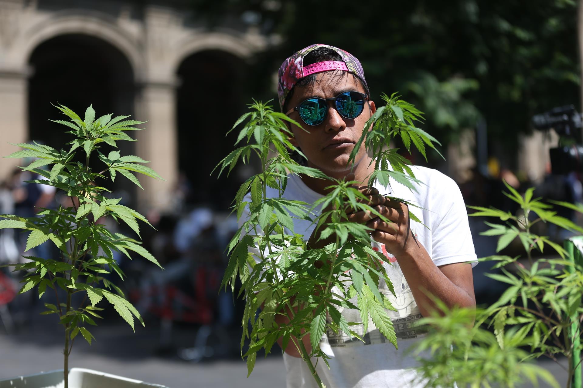 La marihuana en México permanece en un limbo legal tras el fallo del Supremo - Noticias de hoy en República Dominicana | De Último Minuto