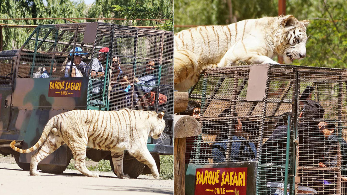 Muere una mujer en un zoológico en Chile tras ser atacada por un tigre - Noticias de hoy en República Dominicana | De Último Minuto