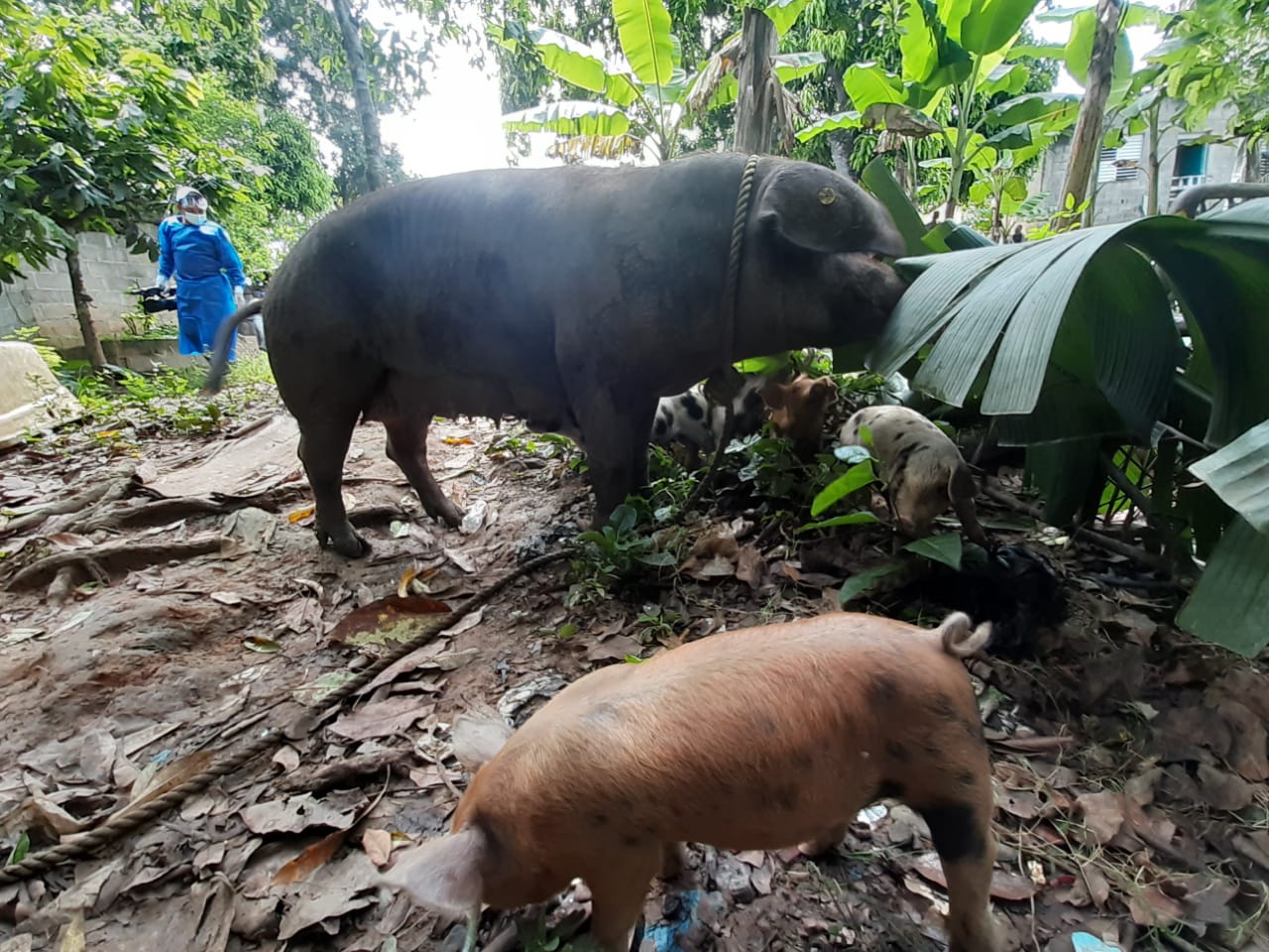 Gobierno garantiza compensación económica para porcicultores cuyos cerdos sean sacrificados - Noticias de hoy en República Dominicana | De Último Minuto