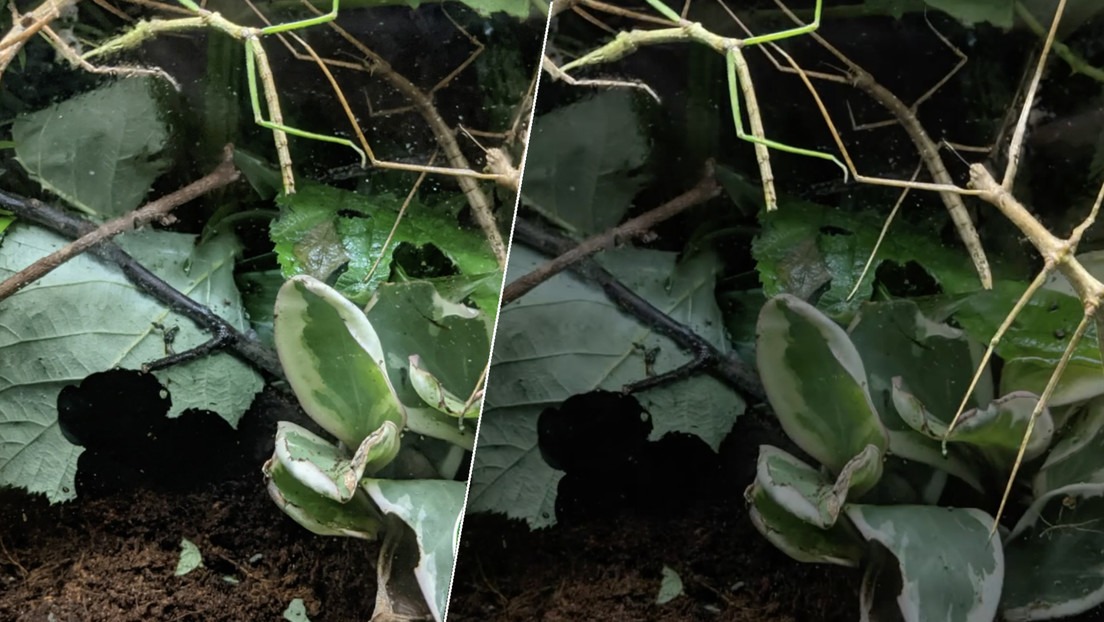 Un zoo lanza el desafío de localizar 9 insectos 'camuflados' en 20 segundos - Noticias de hoy en República Dominicana | De Último Minuto