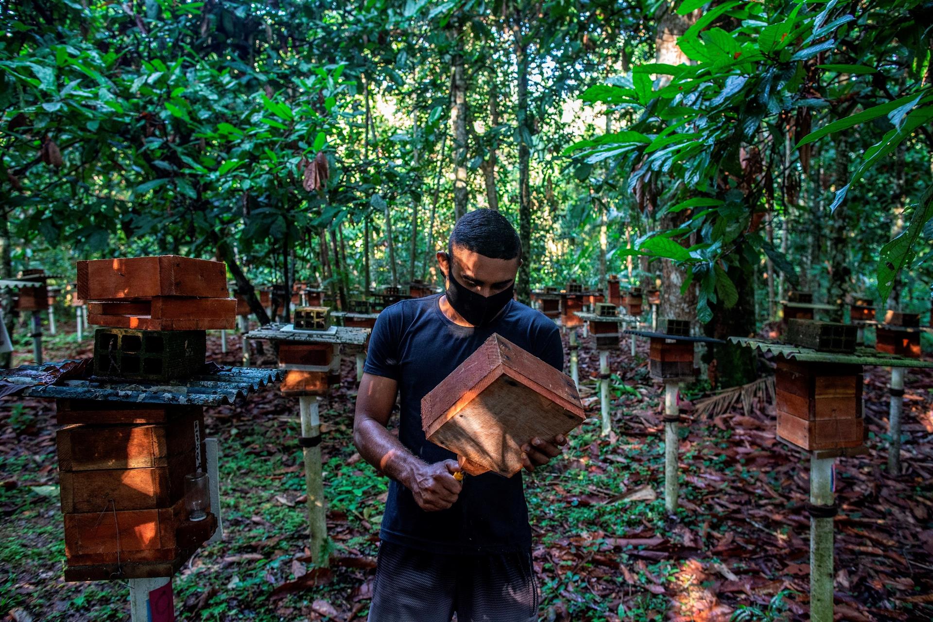 Una revolución sostenible intenta abrirse paso en la Amazonía brasileña - Noticias de hoy en República Dominicana | De Último Minuto