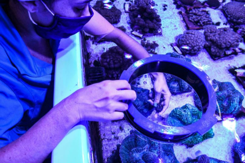 Laboratorio de Florida se convierte en santuario para corales devastados por misteriosa enfermedad